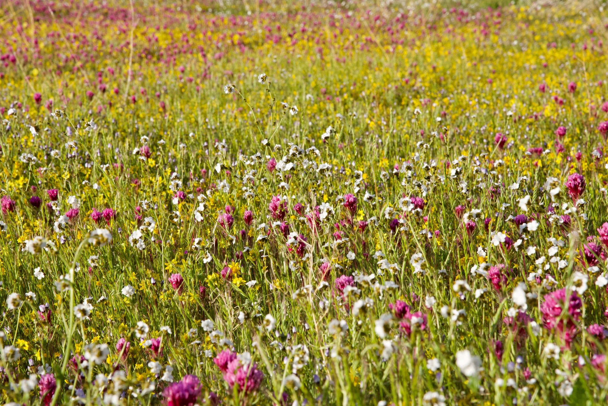 Wide hillside covered in seasonal wildflowers