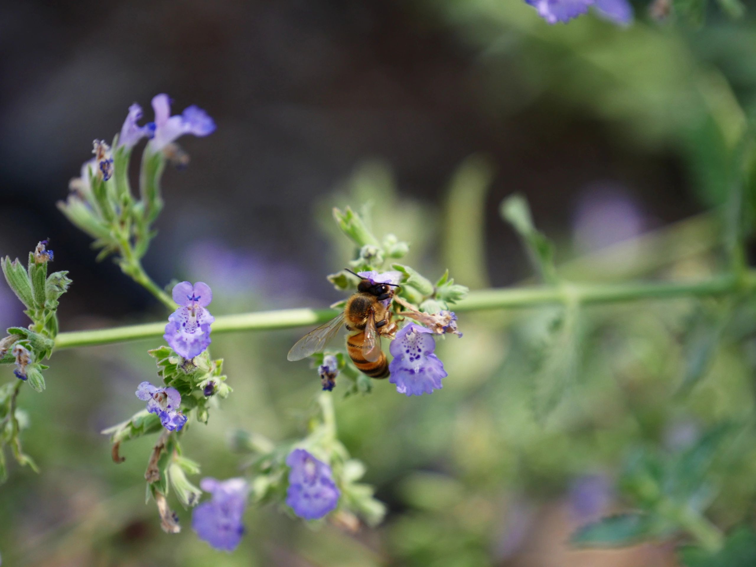 Bee collecting nectar from violet flowers