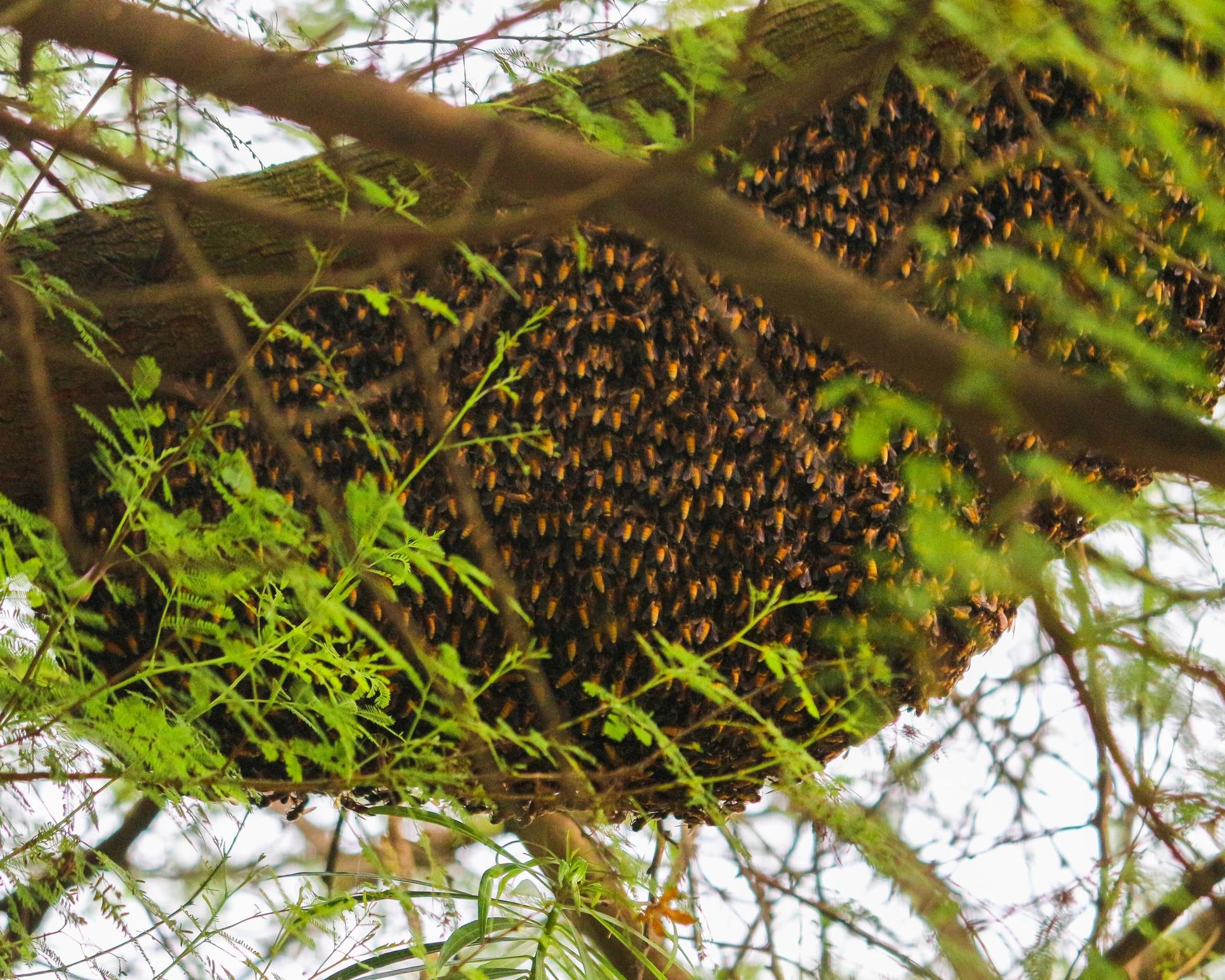 Honeycomb with bees on a tree