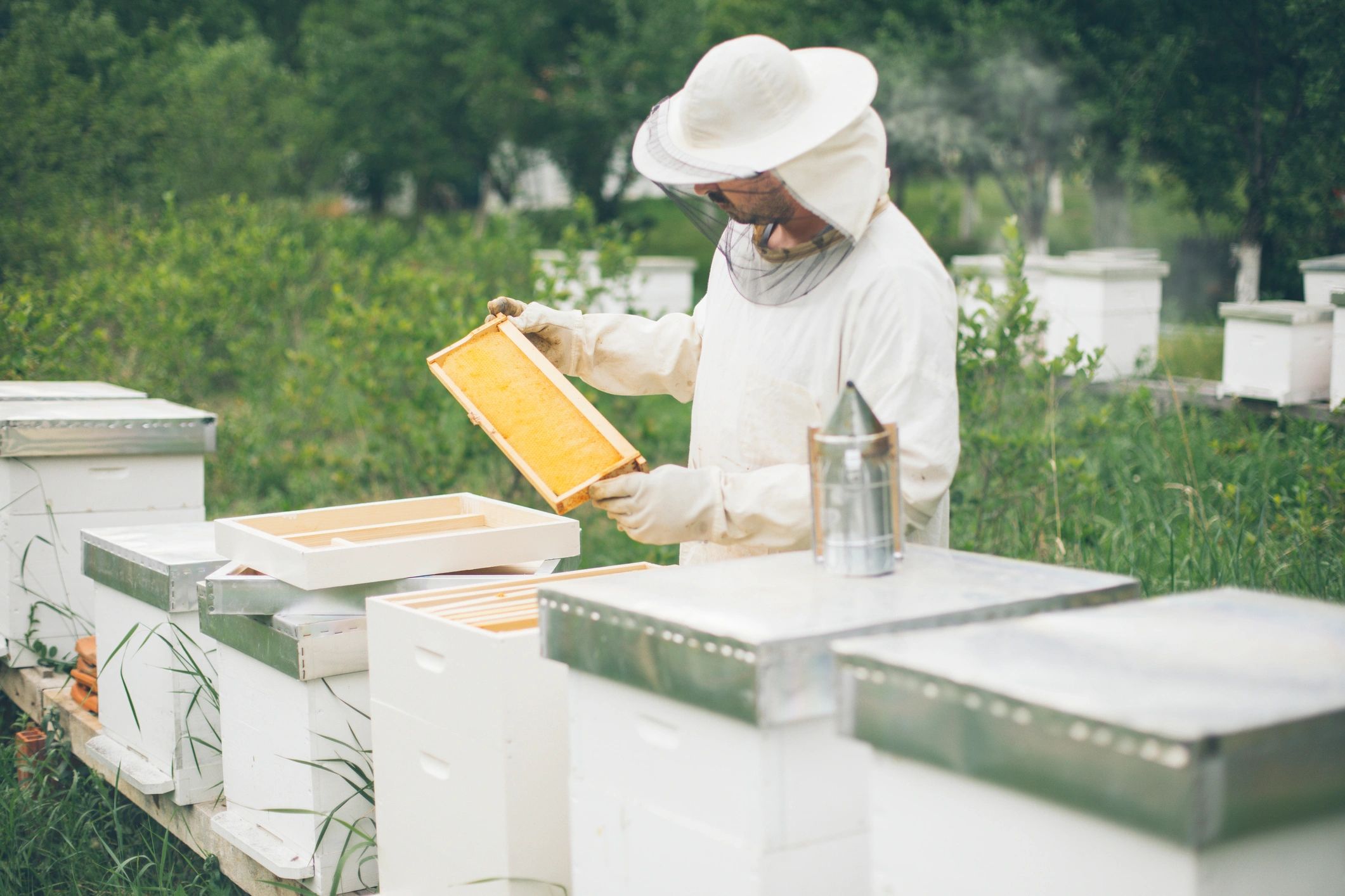 Beekeeper inspecting a hive while wearing protective gear
