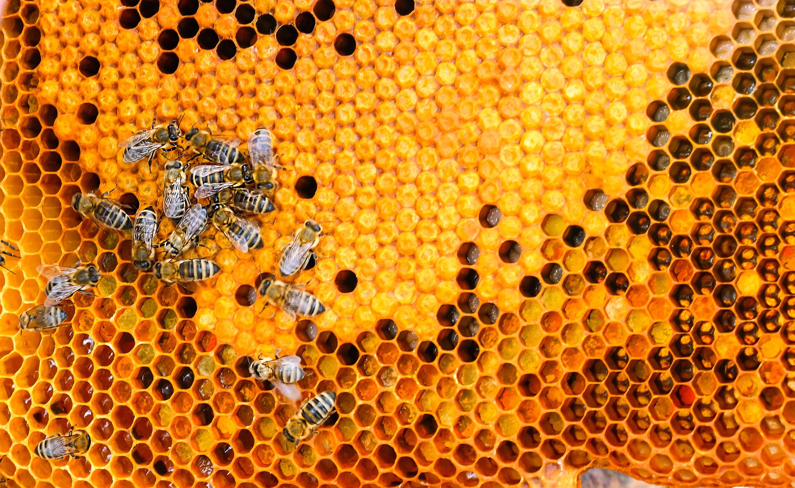 Close-up of honeycomb cells with honey