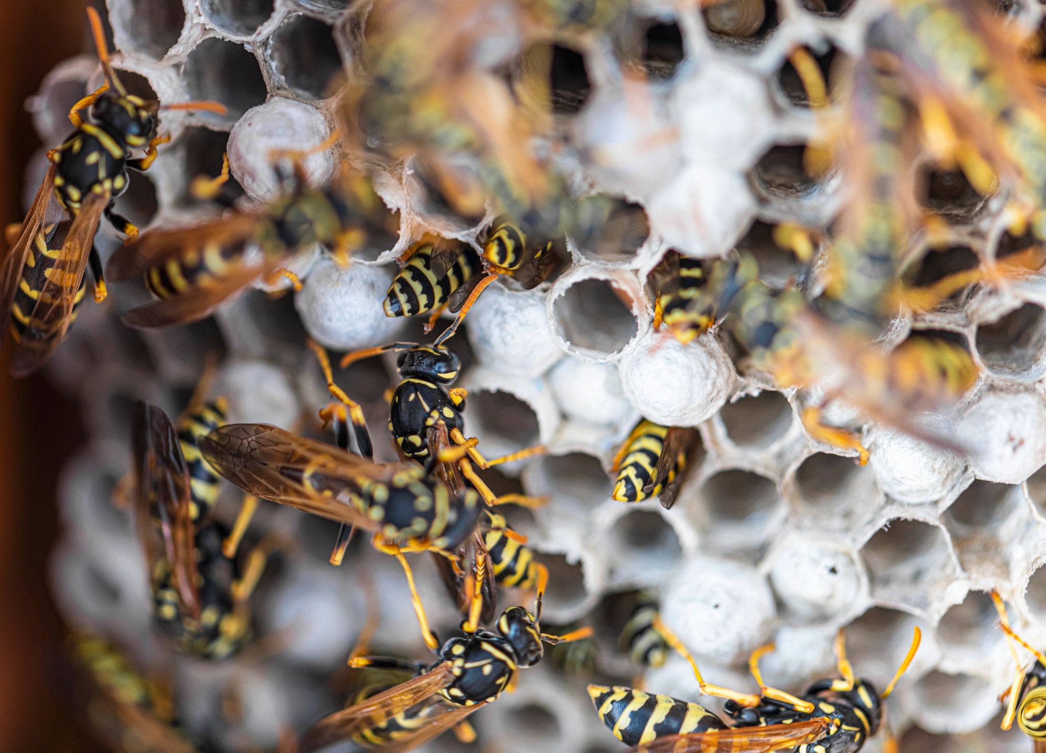 Open wasp nest showing defensive social wasps