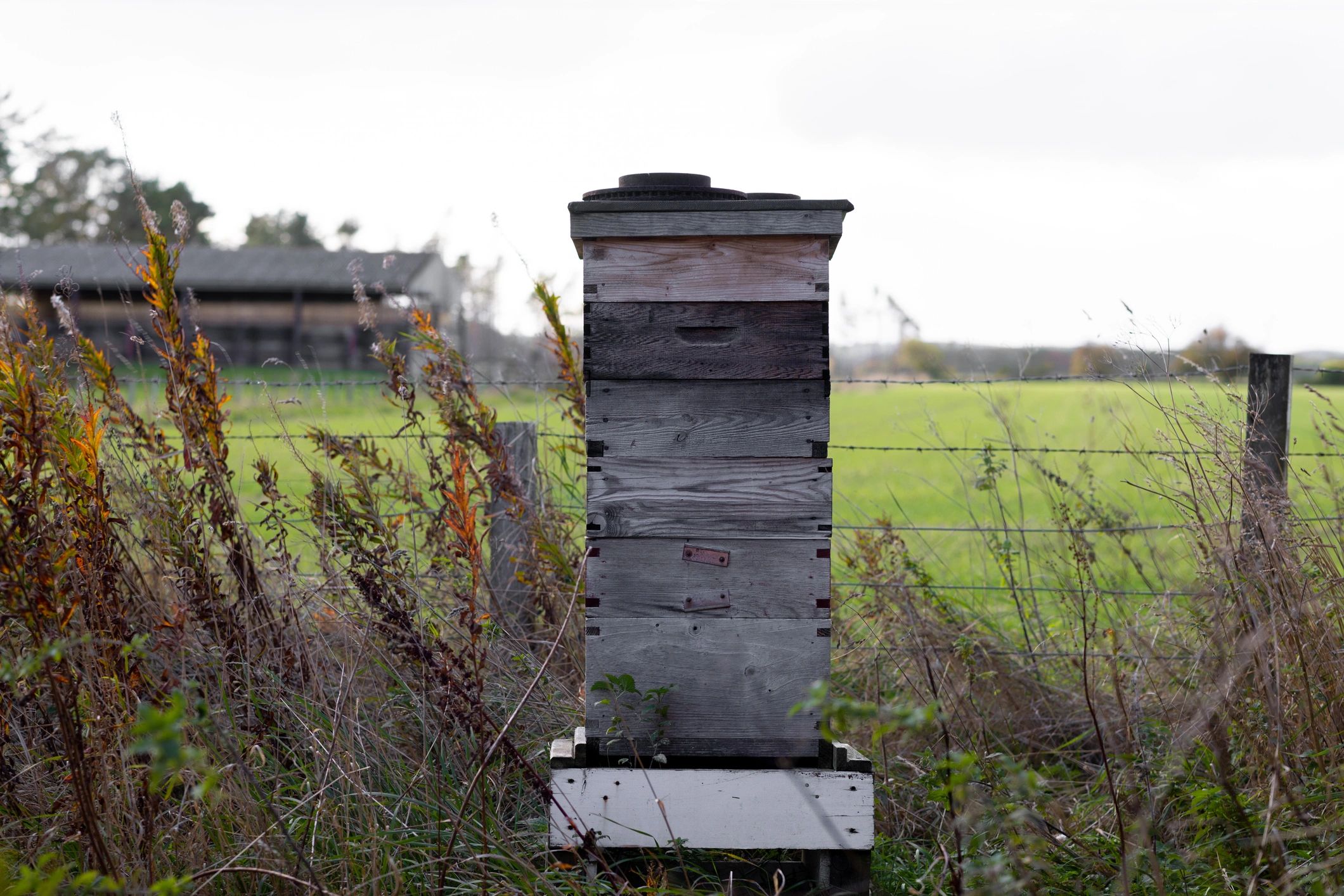 Bee hive in a farm setting