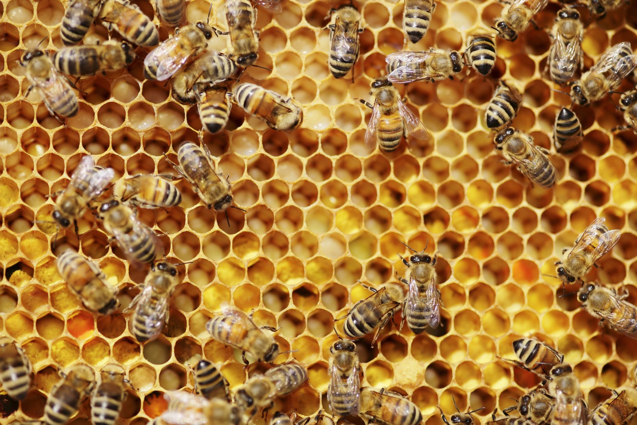 Bees on honeycombs