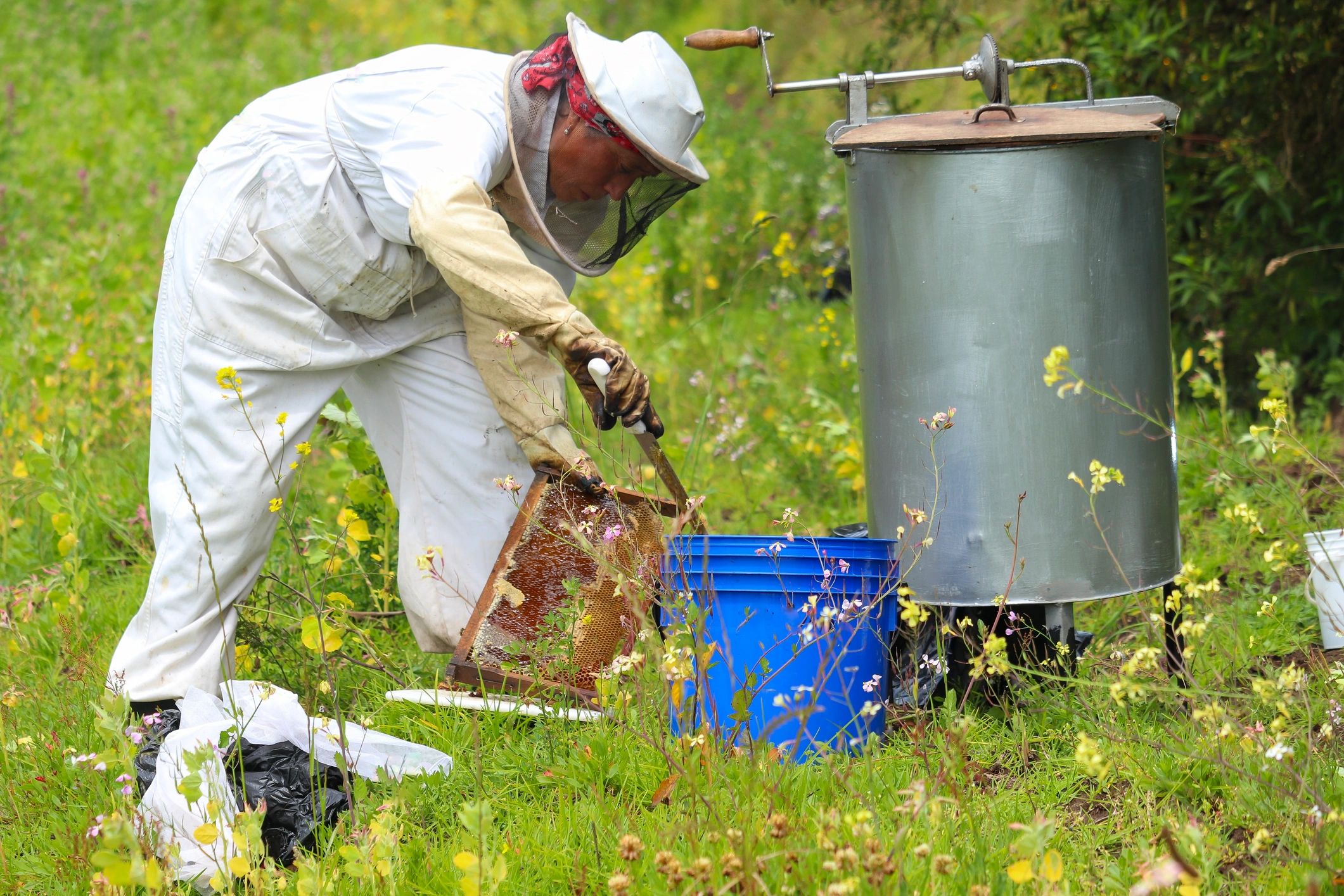 Beekeeper preparing honeycomb for extraction