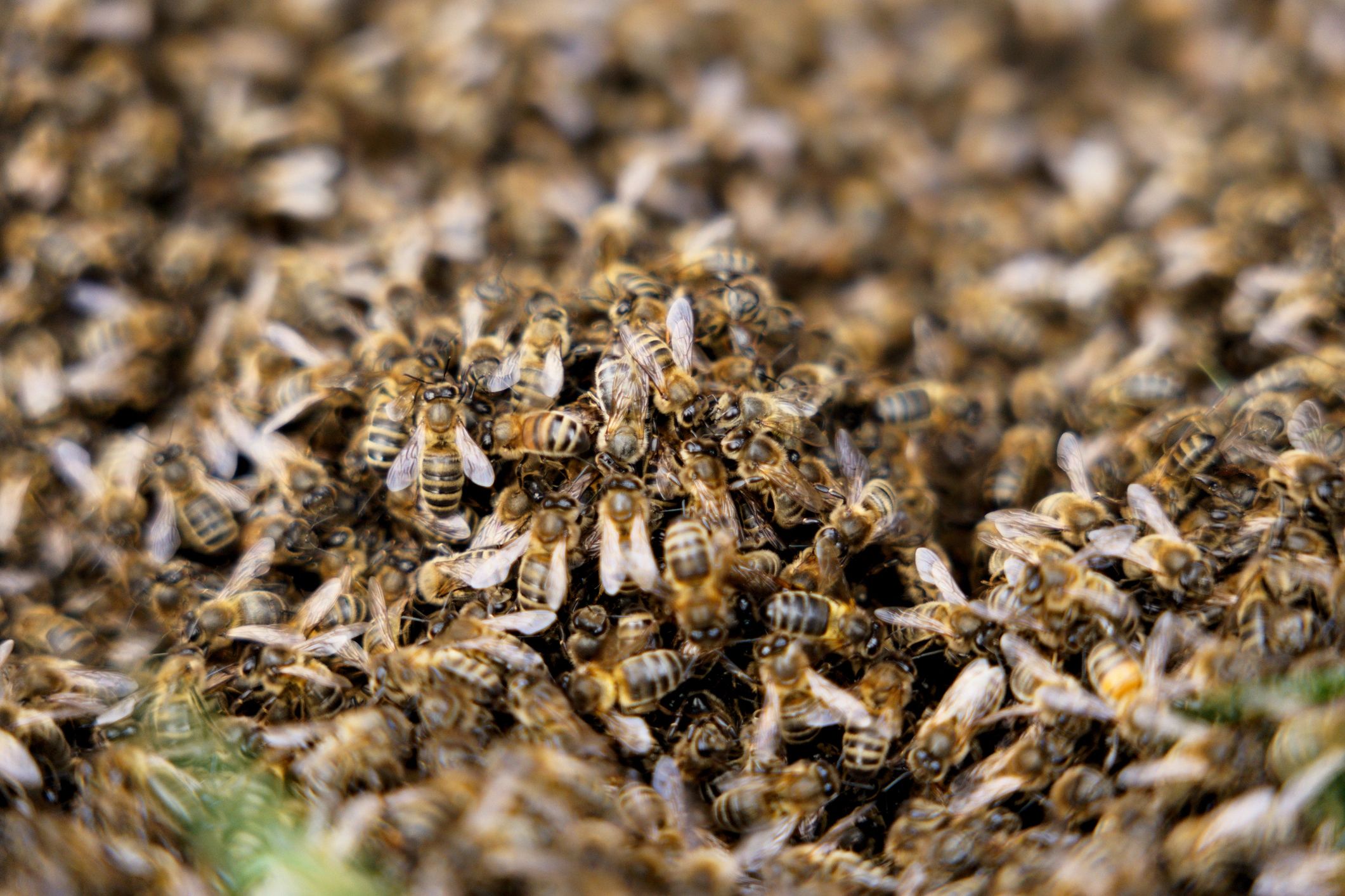 Close-up of bees in a colony