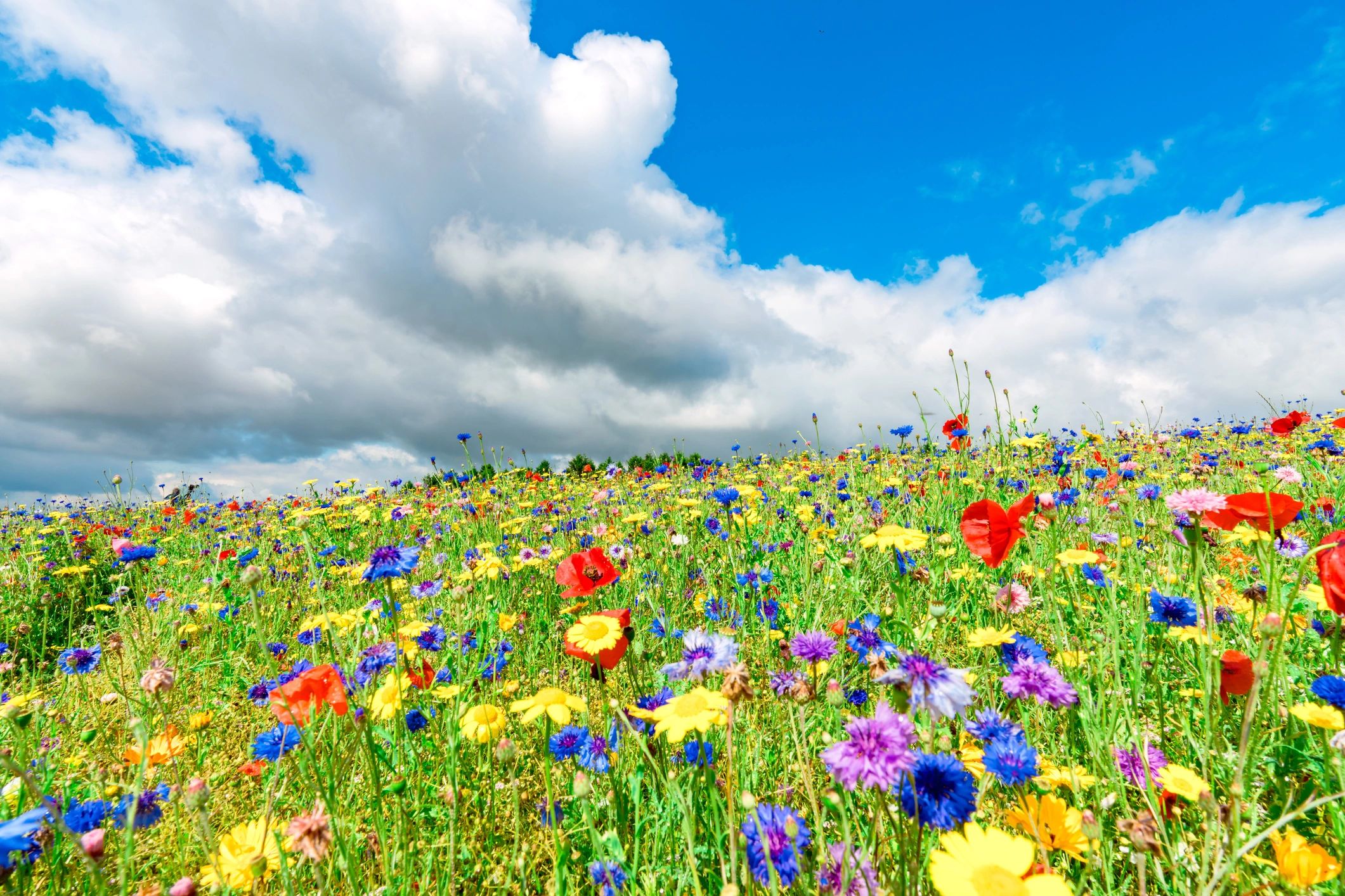 Wildflower field with varied seasonal blooms