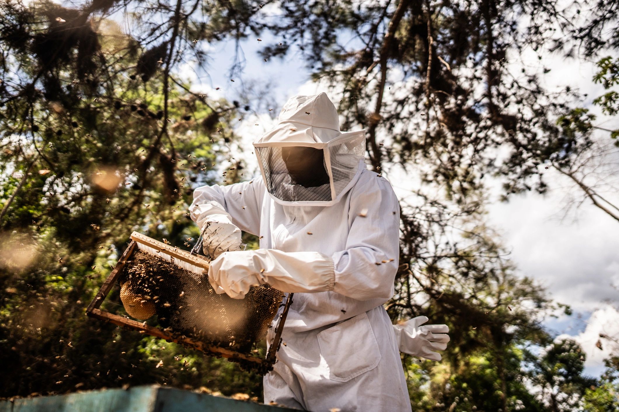 Beekeeper working in an apiary