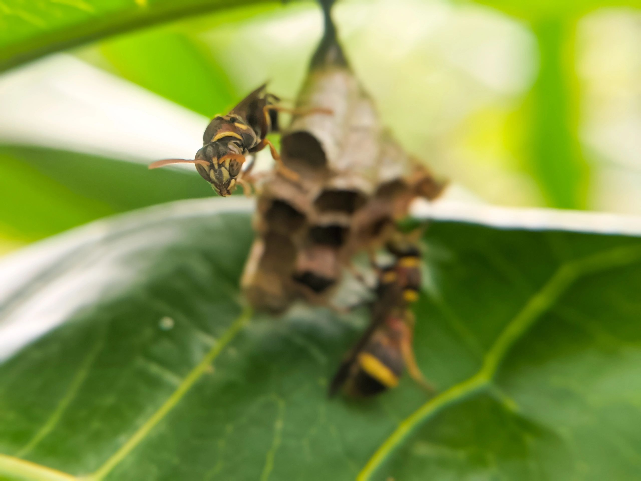 Paper wasps on an open nest under leaves