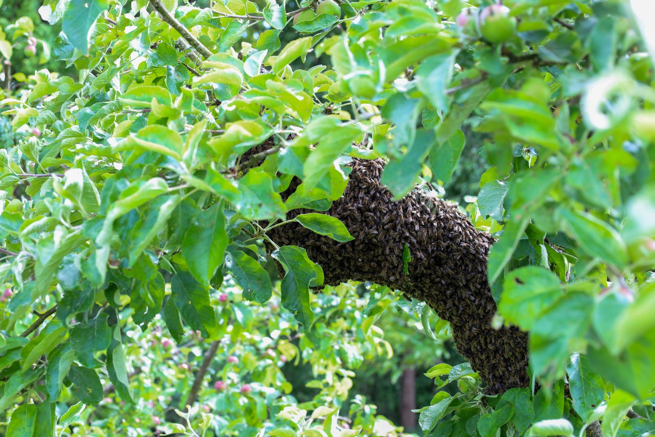 Bee swarm on a tree branch